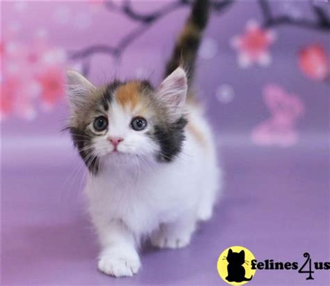 Munchkin Kitten For Sale Munchkins 12 Weeks Old