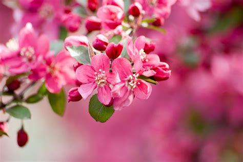 Crabapple Blossom Meaning Popular Types And Uses Petal Republic
