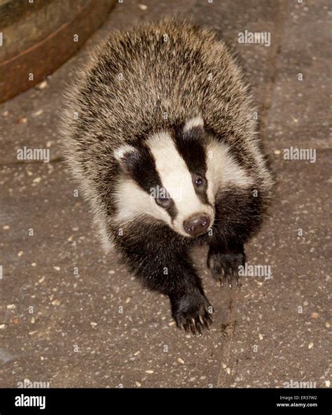 Baby Badger Hi Res Stock Photography And Images Alamy