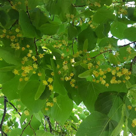 Tilia Cordata Greenspire Small Leaved Lime Greenspire In