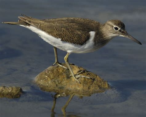 Common Sandpiper Actitis Hypoleucos A Small Shorebird From Europe And