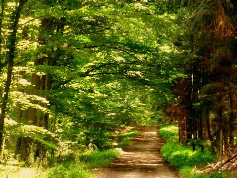 A La Découverte De La Forêt Française Un Français En Angleterre