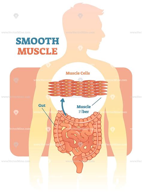 Smooth and cardiac muscle are contractile cells found in the walls of blood vessels and the heart, respectively. Smooth muscle vector illustration diagram | Muscle ...