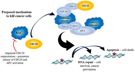 IJMS Free Full Text Activating The Anaphase Promoting Complex To