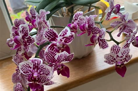 Caring For Your Orchids Is Important