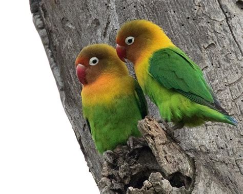 Selain itu, mereka adalah salah satu spesies paling kuat dari. 13 Jenis dan Warna Burung Lovebird Teranggun Beserta ...