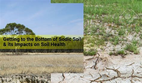 Getting To The Bottom Of Sodic Soil And Its Impacts On Soil Health