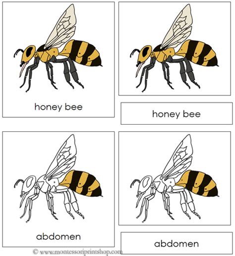 honey bee nomenclature cards montessori parts   honey bee