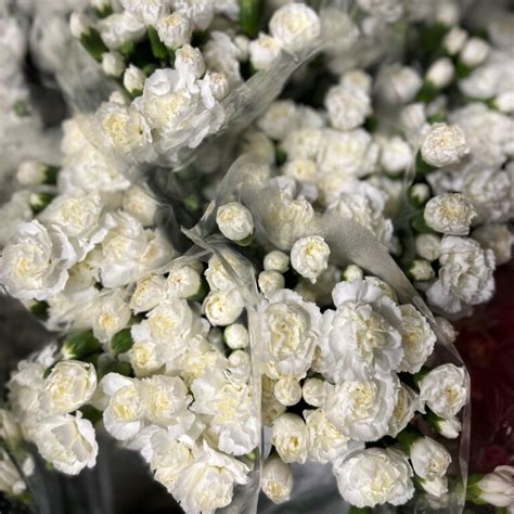 White Mini Carnations Florabundance Wholesale Flowers