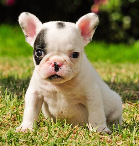Crate training should be done in conjunction with potty. Mini French Bulldogs | maxresdefault.jpg | Mini french ...