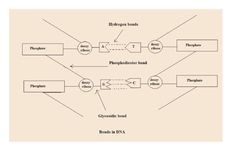 What is a phosphodiester bond and how it is formed? Answered: Draw the 3 types of bonds in DNA, where… | bartleby