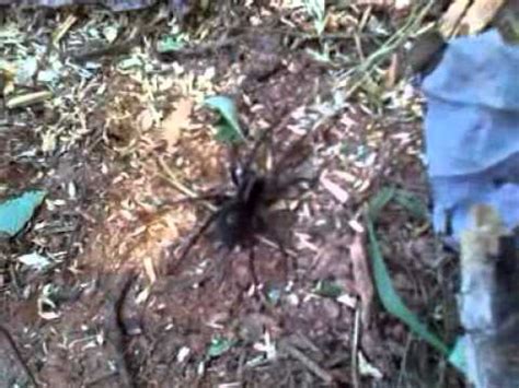 Harvestmen are actually not spiders at all, although they are arachnids. Large black wood spider in NC - YouTube