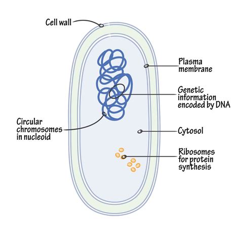 Bacterial Structure Plantlet