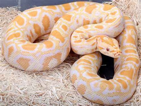 Find the perfect albino python stock photos and editorial news pictures from getty images. Reptiles: Albino Burmese Python