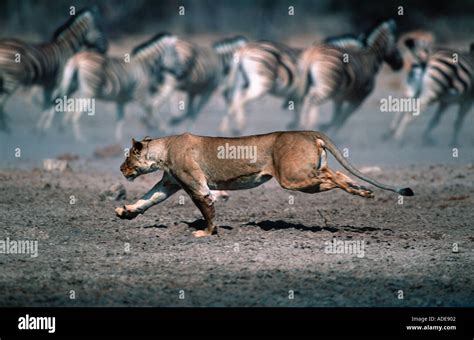 Lion Panthera Leo Lioness Stalking And Chasing Prey Etosha N P Namibia