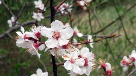 Flowers Apple Tree Early Spring Flowering Trees — Stock Video