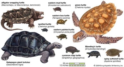 Turtle Species Classification And Facts