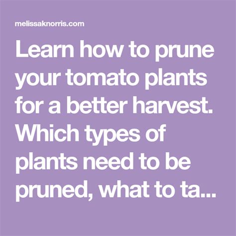 How To Prune Your Tomato Plants For A Better Harvest In 2020 Tomato