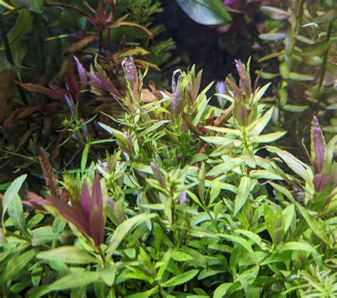 Limnophila Hippuridoides Windy City Aquariums