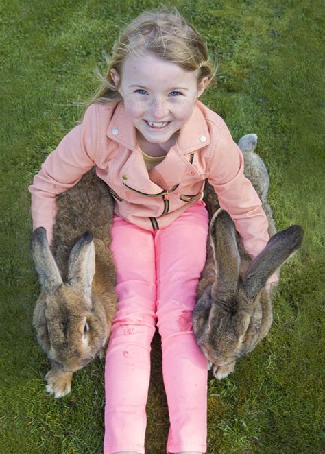 meet darius the worlds largest bunny