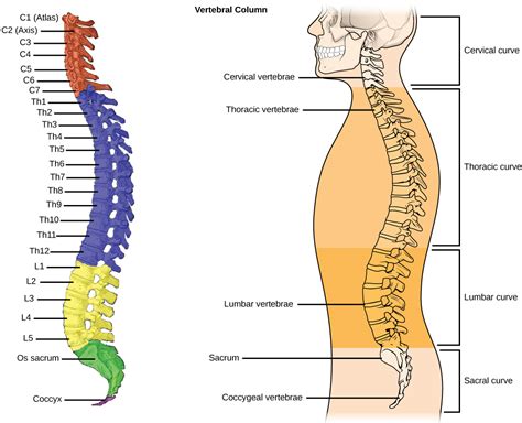 Da Quante Vertebre è Composta La Colonna Vertebrale - Human Axial Skeleton | Biology for Majors II