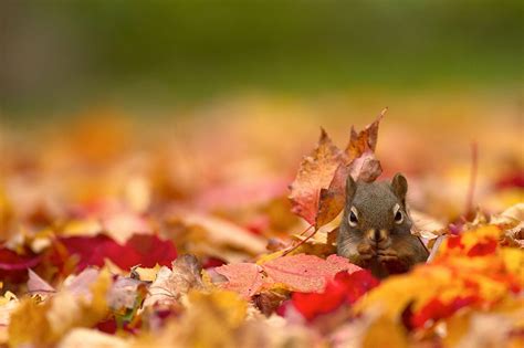 Autumn Squirrel Wallpapers Wallpaper Cave