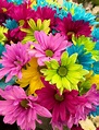 Free Images : petal, bloom, colourful, colorful, pink, flora, daisies ...