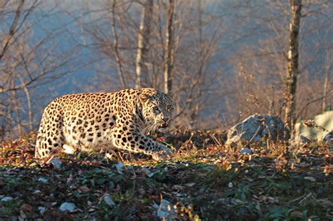 Persian Leopard Sighted in S. Khorasan | Financial Tribune