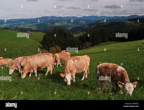 Blappach Emmental Fleckvieh Simmental Cattle Canton Bern Bern Cow
