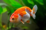 Ranchu Goldfish breed information | CatDogFish