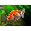 Ranchu Goldfish Breed Information  CatDogFish