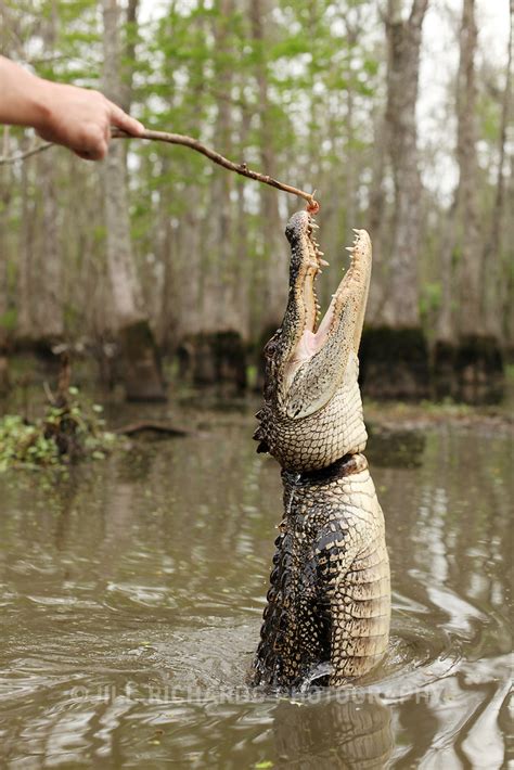 Alligator Swamp Tour In Louisiana Jill Richards Photography