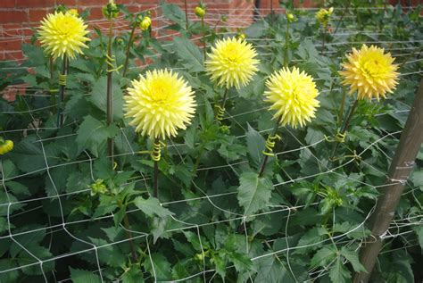 How To Support Your Dahlias Whilst Growing National Dahlia Society