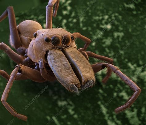 Ant Mimicking Spider Sem Stock Image C0358989 Science Photo Library