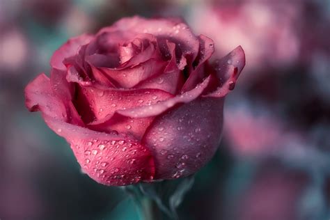 Wallpaper Rose Flowers Plants 2048x1367 Wallpapermaniac 1326725