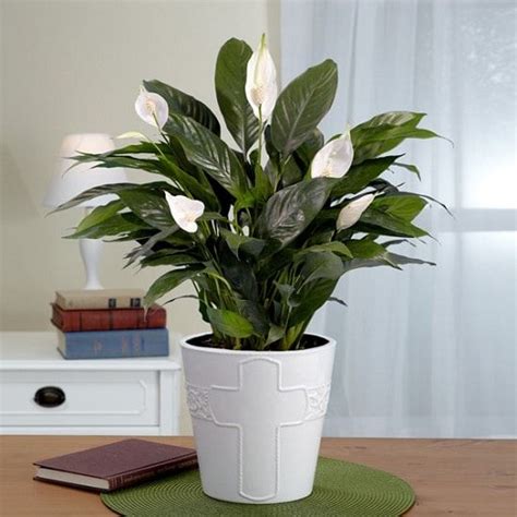 13 Indoor Plants With White Flowers White Flowering Plants Plants