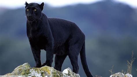 Panthers Big Cats Animals Black Panther Nature