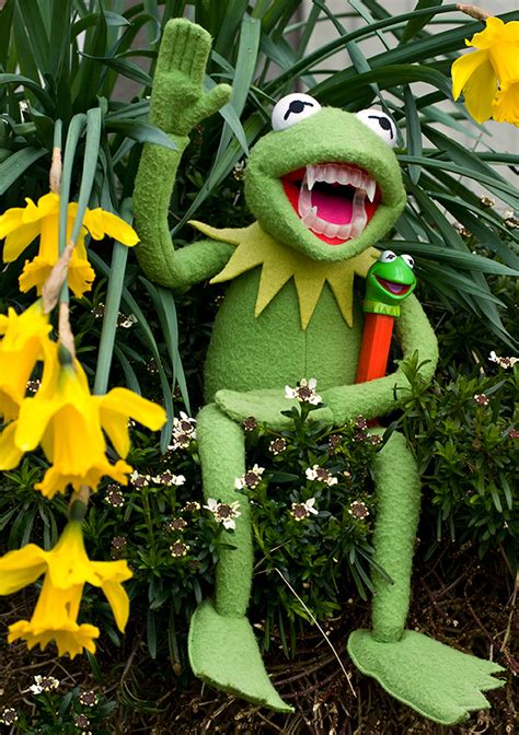 Hi Ho Kermit The Vampire Frog Here Pentax User Photo Gallery