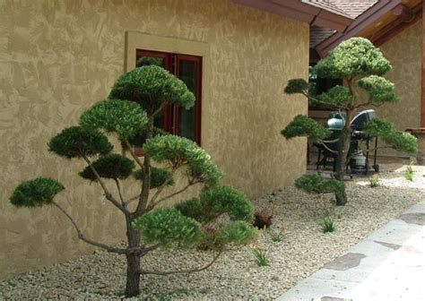 Sign up for free today! Live Topiary Trees - Real Scotch Pine and White Pine ...