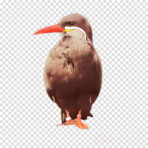 Bird Beak Clipart Bird Beak Transparent Clip Art