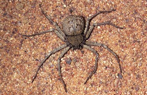 Six Eyed Sand Spider Sicarius Hahni Arachnipedia Wiki Fandom