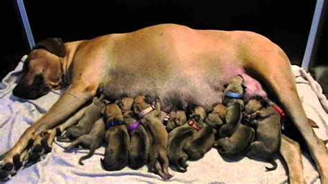 It's also free to list your puppies and litters on our site. Rhodesian Ridgeback puppies geboren op dierendag! - YouTube