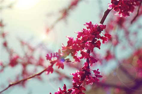 Beautiful Bokeh Cherry Blossom Cute Flower Image 454005 On
