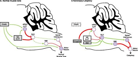 Narcolepsy Neural Mechanisms Of Sleepiness And Cataplexy Journal Of