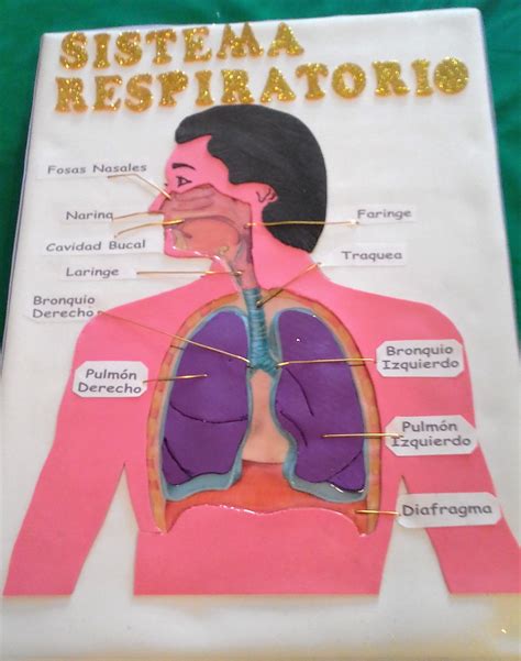 Sistema Respiratorio Maqueta Del Aparato Respiratorio Sistema