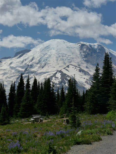 Free Download Rainier Mountain Washington Landscape Evergreen