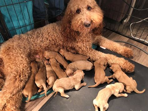 These goldendoodle puppies were born may 29th and will be ready on july 24th for pick up in the killeen, tx/ central texas area. Goldendoodle Puppies For Sale | Smithfield, KY #274009