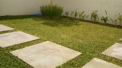Rumput jepang merupakan salah satu jenis rumput hias yang sering ditanam di halaman rumah untuk memperindah taman. Jenis Tanaman Yang Bagus Untuk Taman - Berbagi Tanam
