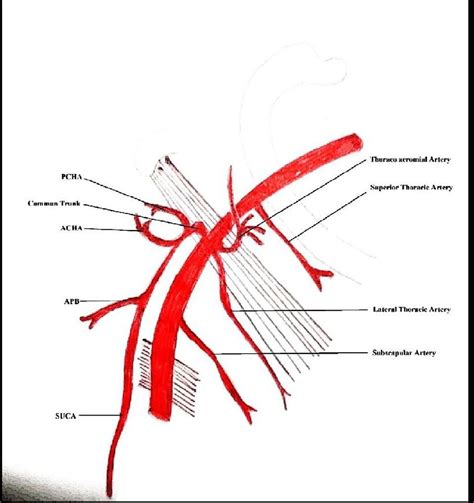 Axillary Artery Diagram