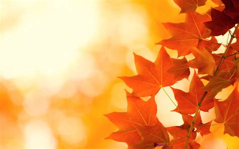 Autumn Minimalist Wallpapers Top Free Autumn Minimalist Backgrounds